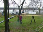 hl_talir2008_029.jpg